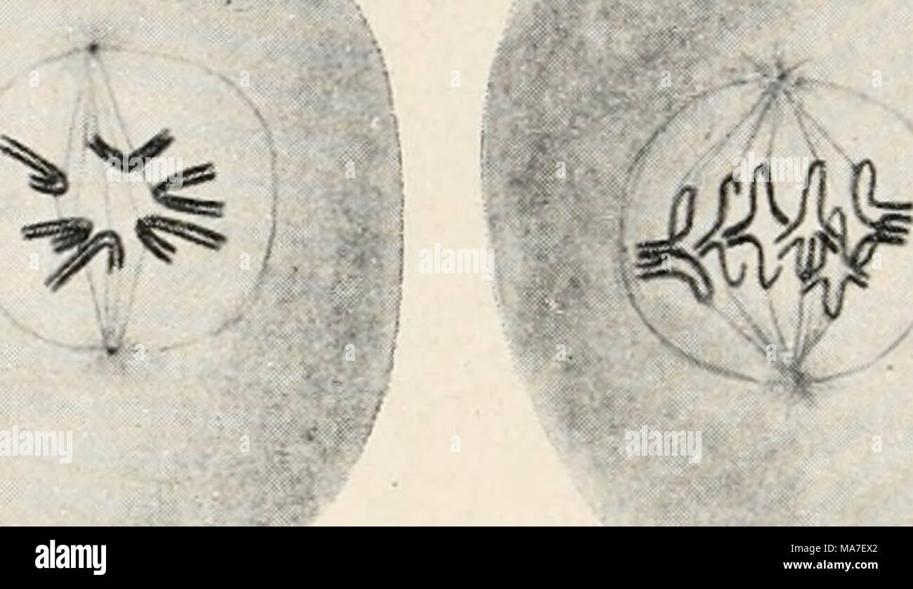 . Einführung in die Biologie. Abb. 87. Schema der Teilung einer tierischen Zelle / gefärbtem Präparat, ein Sterben Kernmasse sondert sich in Human wesentlichen Bestandteilen zu einzelnen Stäbchen, die sich über eine einer Plas-matischen, und Teilung geeigneten Faseranordnung, der Teilungsspindel, einstellen; b jedes Stäbchen wird längs gespalten; c Sterben auseinander und d Spalthälften gesunder Rücken gesunder Rücken Eine sterben Spindelpole, um sich zu neuen Kernen zu ordnen. Das Plasma folgt in der Teilung /. gespalten, und von jedem Kernstäbchen gelangt je eine Spalthälfte in jede Tochterzelle. This sind auch genau g Stockfoto