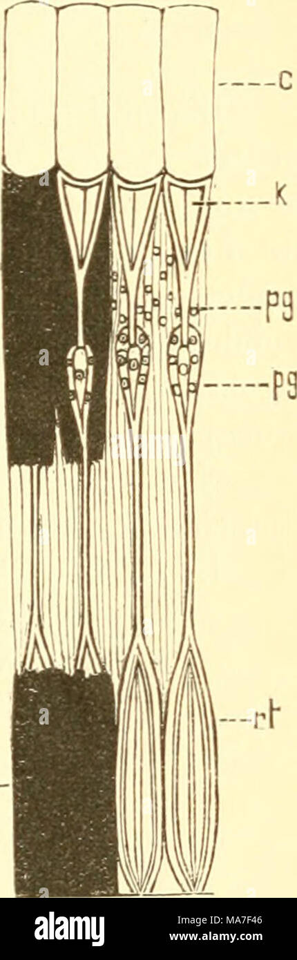 . Einführung in die Kenntnis der Kämpfen. Abb. 279. Drei Ommatidien aus einem zu-Sammengesetzten Auge des Mai-Käfer (Mdolonthn); zwei sind vom Pigment entblösst. / Grenacher durch Claus, c, Hornhaut; k, Krystallkegel; P, Pigmentscheide; pg, Schwein - mentzellen; rt, Retinulae. Stockfoto