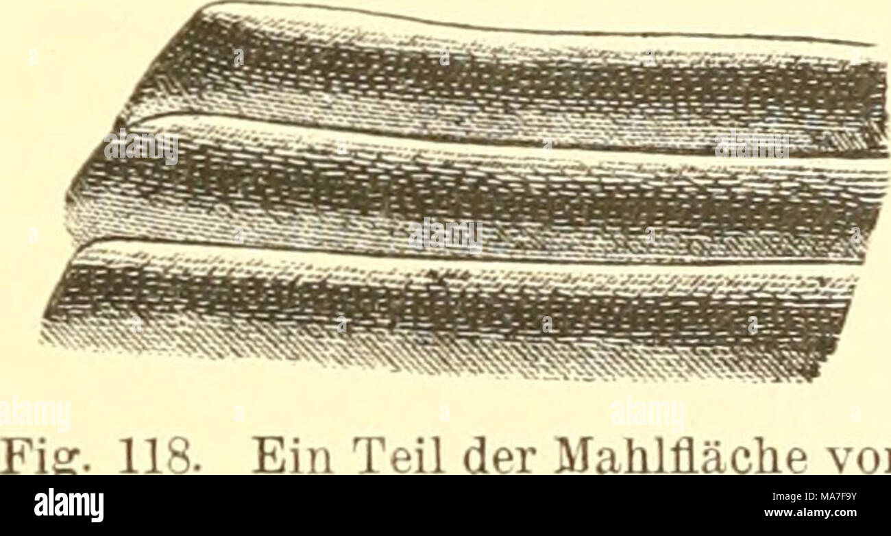 . EinfÃ¼Hrung in die Kenntnis der Kämpfen.Die untere HÃ¤lf-te, namentlich der Mahlzalm, â. In r^T i-*'-Flg. 119. Oberkiefer des Ist- fest BlumenkÃ¤fers, Rhotnbo-rhi'na japottica (Cetoni - Idae). Orig. â d, RÃ¼cken-Seite. dm, der vorste-hende Mahlzahn. und breit. Dm Platy - psylhis castoris 1963 mit dem Biber aneJ schmarotzenden Sei'n^^ eJÃuÃ¼ "klemen KÃ¤fer, fehlen / HÃ¶rn (Pro-Oberkietei Psocus longu - ornis. Top vergrÃ¶ssert. ceed. Jm. Soc. Washington, 1889", "- Vol. 1, Nr. 3, S. 144) sterben Mandibeln, obgleich sie bei der Dove gut entwickelt sind. Leconte Stockfoto
