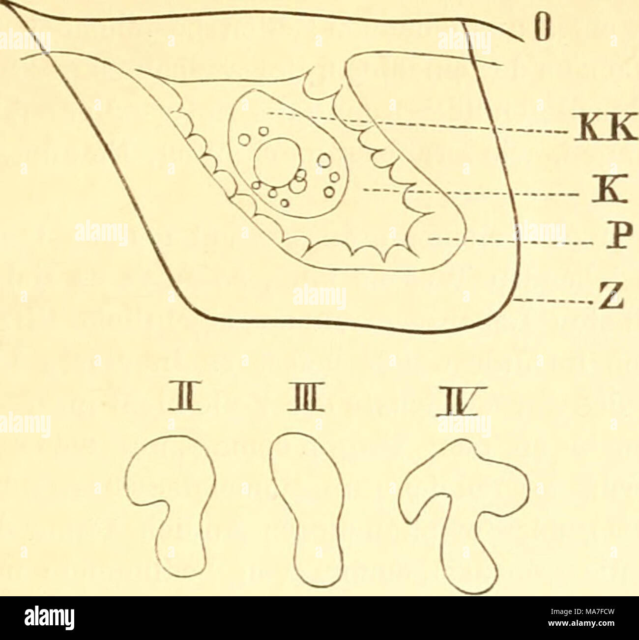 . Einführung in die Kenntnis der Kämpfen. Abb. 11. Ich, eine Zelle aus