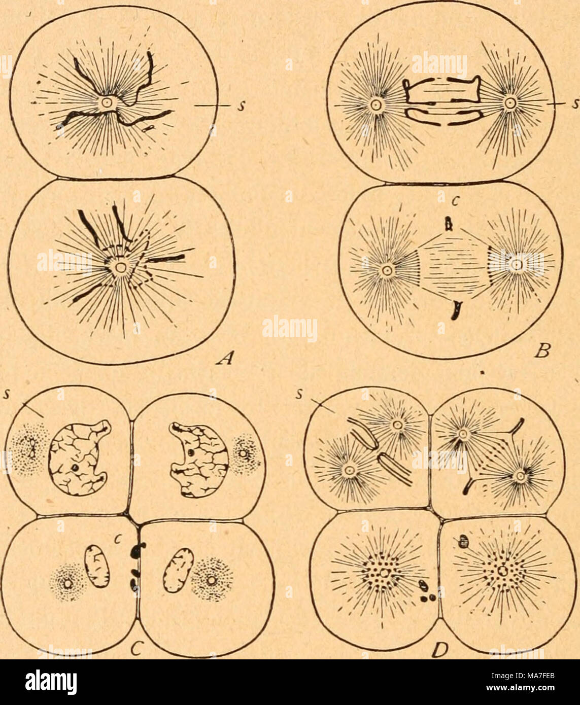 . Einführung in die Vererbungswissenschaft in zwanzig Vorlesungen für Studierende, Ärzte, Städte und Gemeinden. Abb. 147. Zwei- und Vierteilung des Ascariseies. Zellen s, in denen die Chromosomen nicht zerfallen Sterben, sterben Keimbahn bezeichnen. / Boveri aus Wilson. Kerne nur noch in einem Fall, der gallmücke Miastor bekannt geworden ist, so hat sich doch in vielen Fällen eine echte Keimbahn durch genaues Verfolgen der Entwicklung von Zelle zu Zelle erweisen lassen, so dass bei Würmern, Krebsen, kämpfen. Ja es scheint sich sogar immer mehr herauszustellen, daß in solchen Fällen die Keimbahn auch von An-fang Ein Stockfoto . Einführung in die Vererbungswissenschaft in zwanzig Vorlesungen für Studierende, Ärzte, Städte und Gemeinden. Abb. 147. Zwei- und Vierteilung des Ascariseies. Zellen s, in denen die Chromosomen nicht zerfallen Sterben, sterben Keimbahn bezeichnen. / Boveri aus Wilson. Kerne nur noch in einem Fall, der gallmücke Miastor bekannt geworden ist, so hat sich doch in vielen Fällen eine echte Keimbahn durch genaues Verfolgen der Entwicklung von Zelle zu Zelle erweisen lassen, so dass bei Würmern, Krebsen, kämpfen. Ja es scheint sich sogar immer mehr herauszustellen, daß in solchen Fällen die Keimbahn auch von An-fang Ein Stockfoto