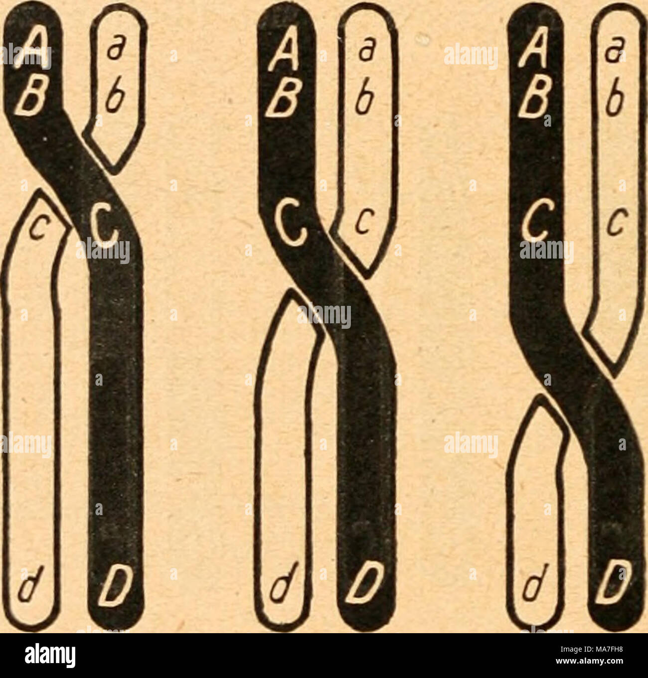 . Einführung in die Vererbungswissenschaft in zwanzig Vorlesungen für Studierende, Ärzte, Städte und Gemeinden. Abb. 99. Schematische Darstellung der Konsequenzen; e nähers sie beisammen liegen, von verschiedener Lage der Überkreuzungs- stelle bei der Chiasmatypie. Eine große Chance für die Lage des Kreuzungspunkts zwischen den Faktoren bedeutet aber große Wahrscheinlichkeit für die Ent-stehung von Austauschgameten. Typische Zahl für deren Bildung für je zwei Faktoren könnte demnach die Konsequenz der Entfernung der Faktoren innerhalb des Chromosoms sein Sterben. Mit anderen Worten: Der Prozentsatz der Austau Stockfoto