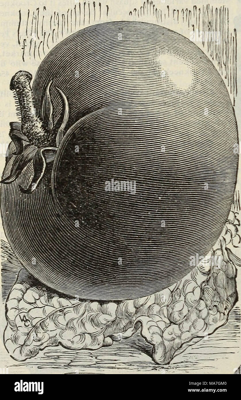 . E.H. Hunt: seedsman. Tomate. Kultur. Für die frühen Pflanzen säen in Hot-betten Anfang März, in Bohrer" 5 Zoll auseinander und % Zoll tief; wenn die Pflanzen ca. 2 Zoll hoch, Transplantation in einen anderen Hot-Bett 4 Zoll auseinander jeder Art; Pflanze, die in den offenen Boden Anfang Mai, oder Sobald Gefahr von Frost vorbei ist, 4 Meter auseinander pro Weg in den Hügeln, die einen Shovelful von Gut verrottetem Dünger mit dem Boden vermischt haben sollen. Wasser frei zum Zeitpunkt der Transplantation; wenn die erste Frucht eingestellt ist, drücken Sie die Enden der Zweige frühen Frucht zu erhalten. Genügend Pflanzen für einen kleinen Garten können gro werden Stockfoto