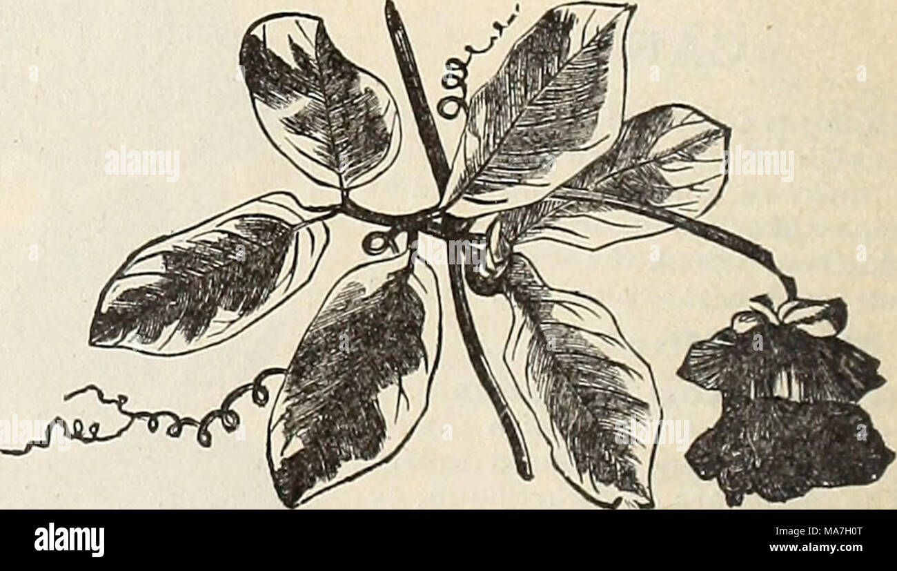 Get Grobheit For iPhone