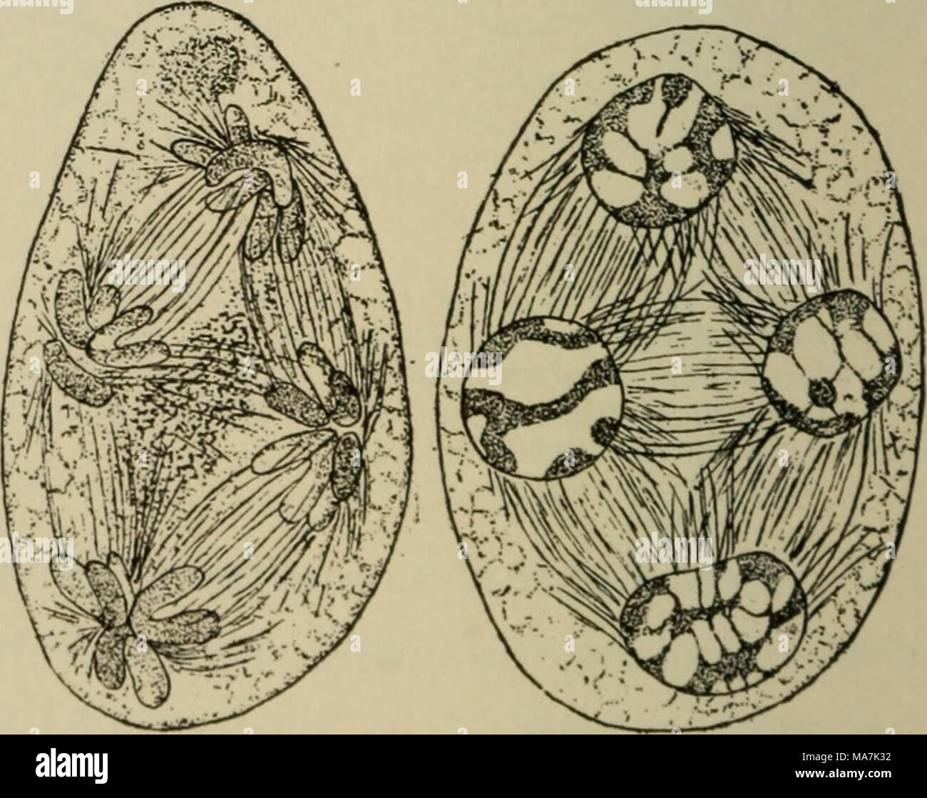 . Elementare Botanik. Abb. 320. Zweite Abteilung von Kernen in Pollen Mutter Zelle von Podophyllum, Abb. 321. Chromosomen vereinigen an den Polen die Zellkerne der vier Sporen zu bilden. (Nach Mottier.) Stockfoto . Elementare Botanik. Abb. 320. Zweite Abteilung von Kernen in Pollen Mutter Zelle von Podophyllum, Abb. 321. Chromosomen vereinigen an den Polen die Zellkerne der vier Sporen zu bilden. (Nach Mottier.) Stockfoto