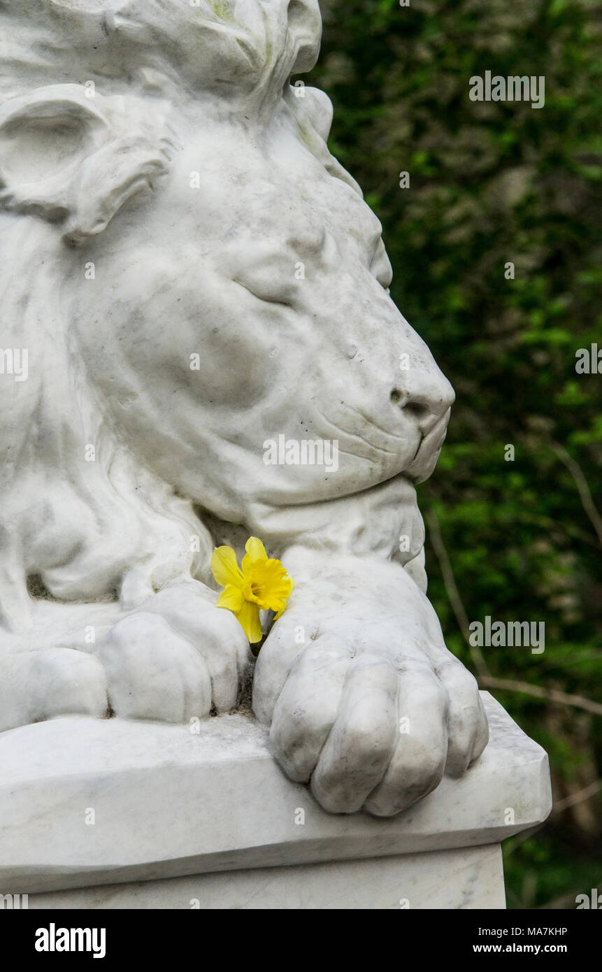 Statue eines männlichen Löwen ebs geschlossen friedliche Meinungsäußerung Holding eine gelbe Narzisse in Abney Park Friedhof, Stoke Newington, Hackney, London, England, Großbritannien Stockfoto