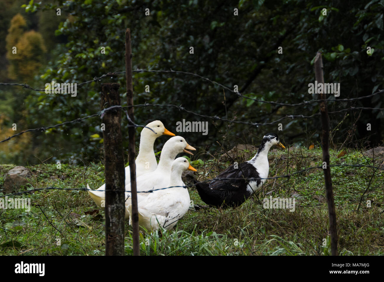 Vier Gans Stockfoto