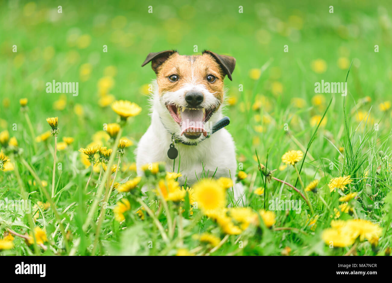 Saisonale Allergien Konzept mit Hund sitzen unter blühenden Blumen Stockfoto