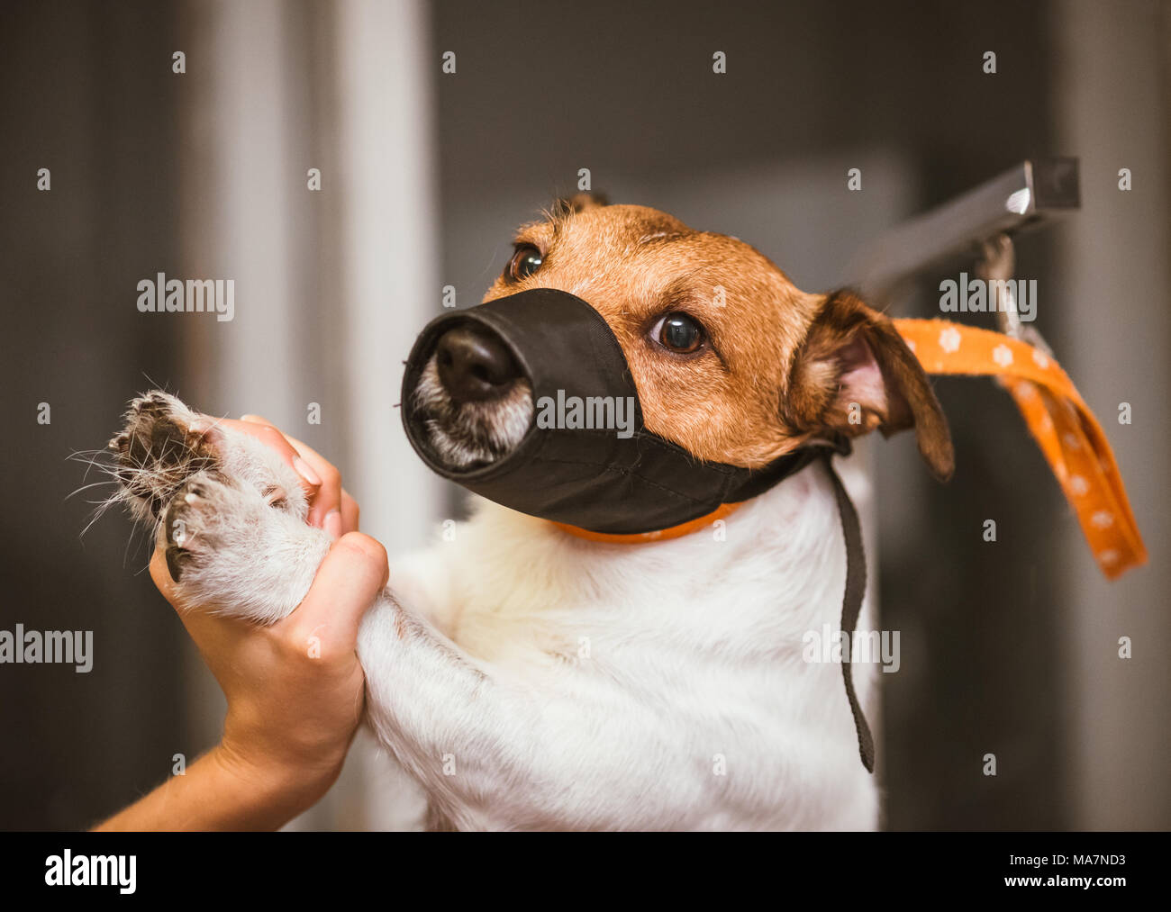 Hund in der Schnauze von groomer während der Benutzung, die im Salon eingeschränkt Stockfoto