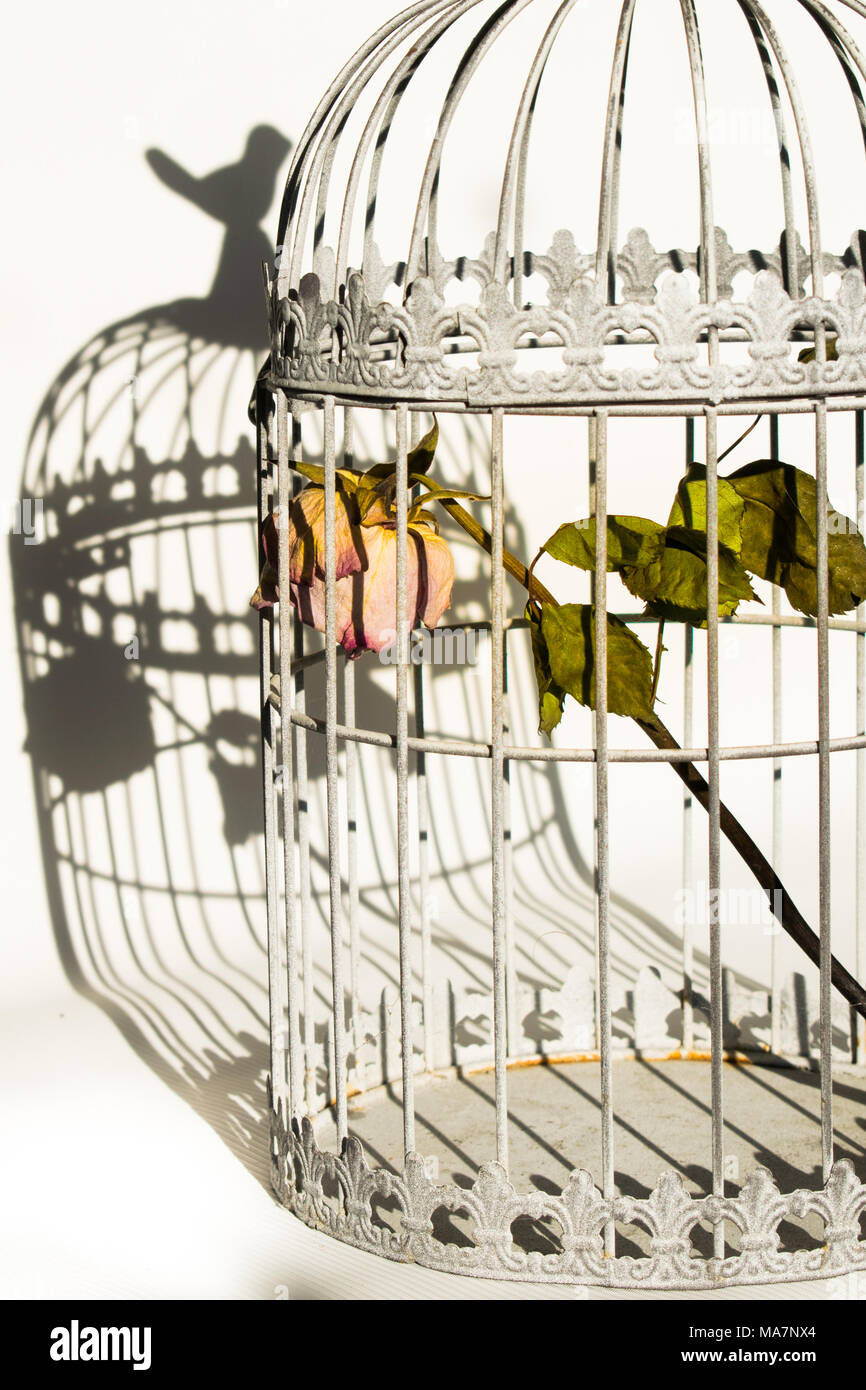 Sterben in Vögel Käfig rose Stockfoto