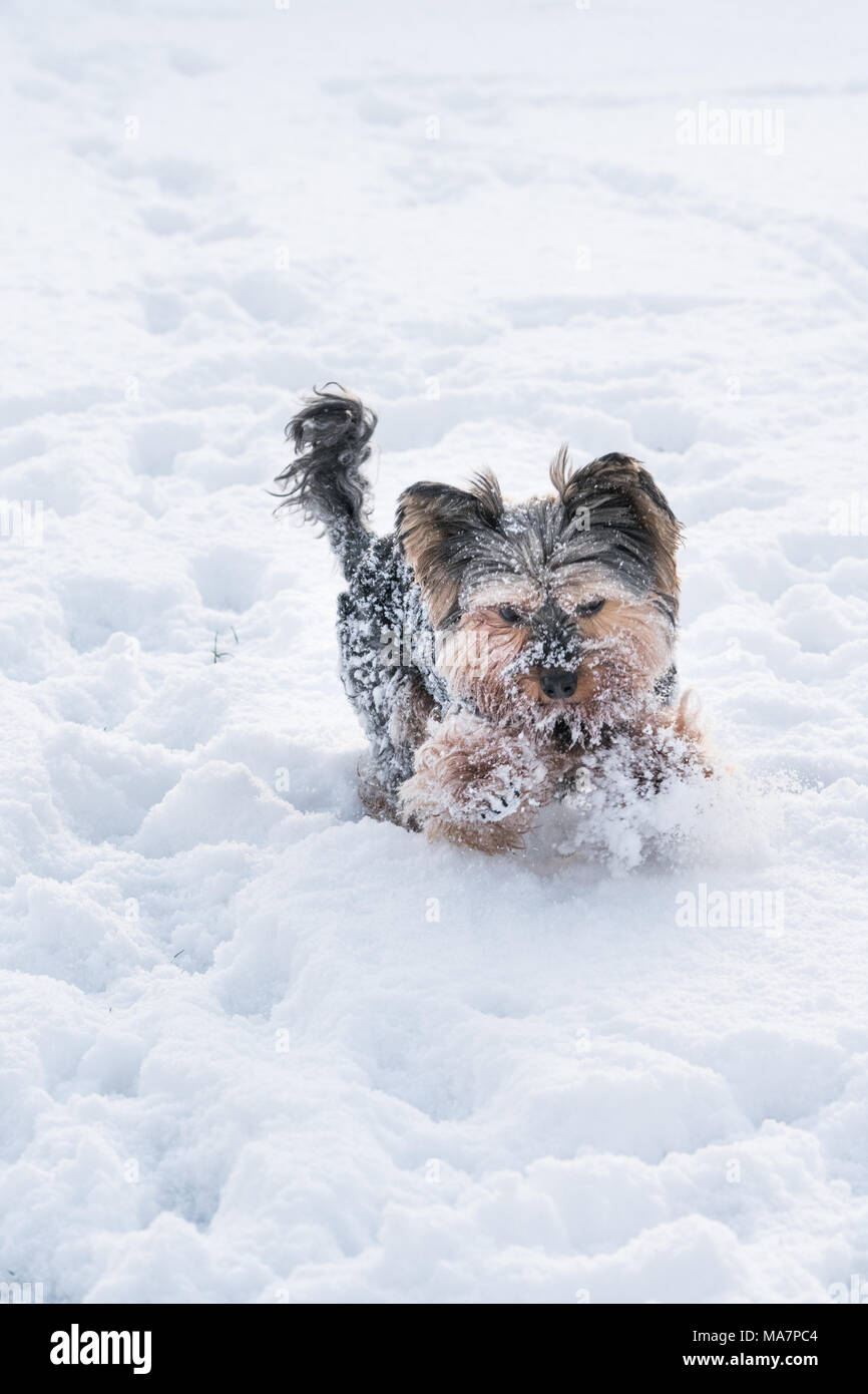 Yorkie Spielen im Schnee im Winter Stockfoto