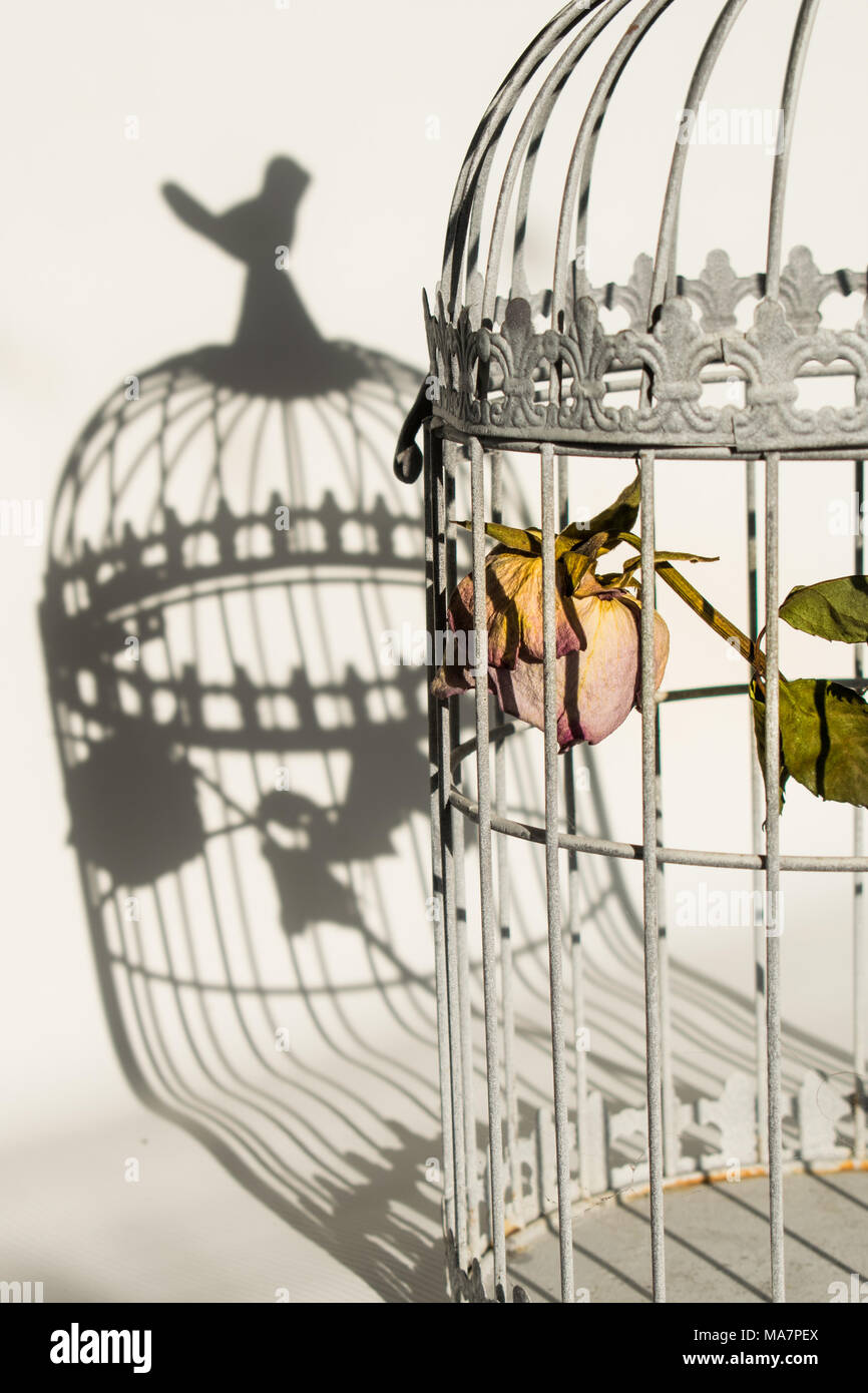 Sterben in Vögel Käfig rose Stockfoto
