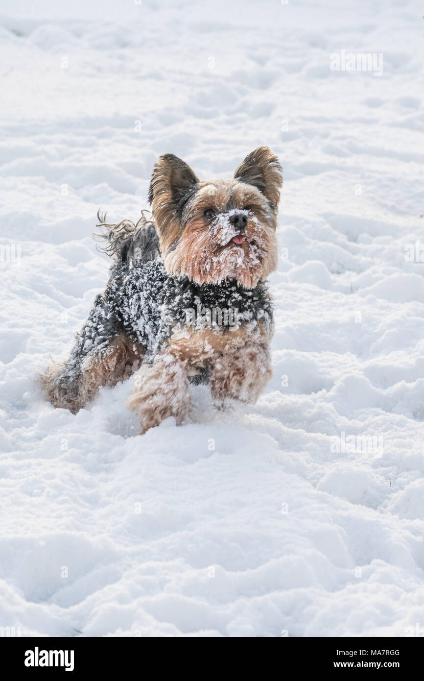 Yorkie Spielen im Schnee im Winter Stockfoto