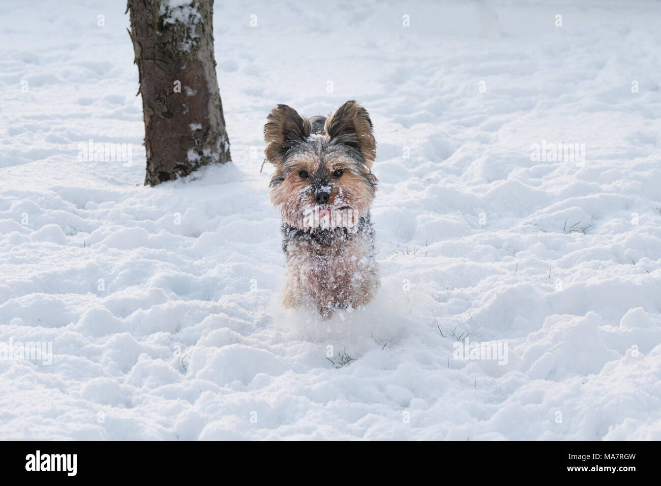 Yorkie laufen im Schnee im Winter Stockfoto