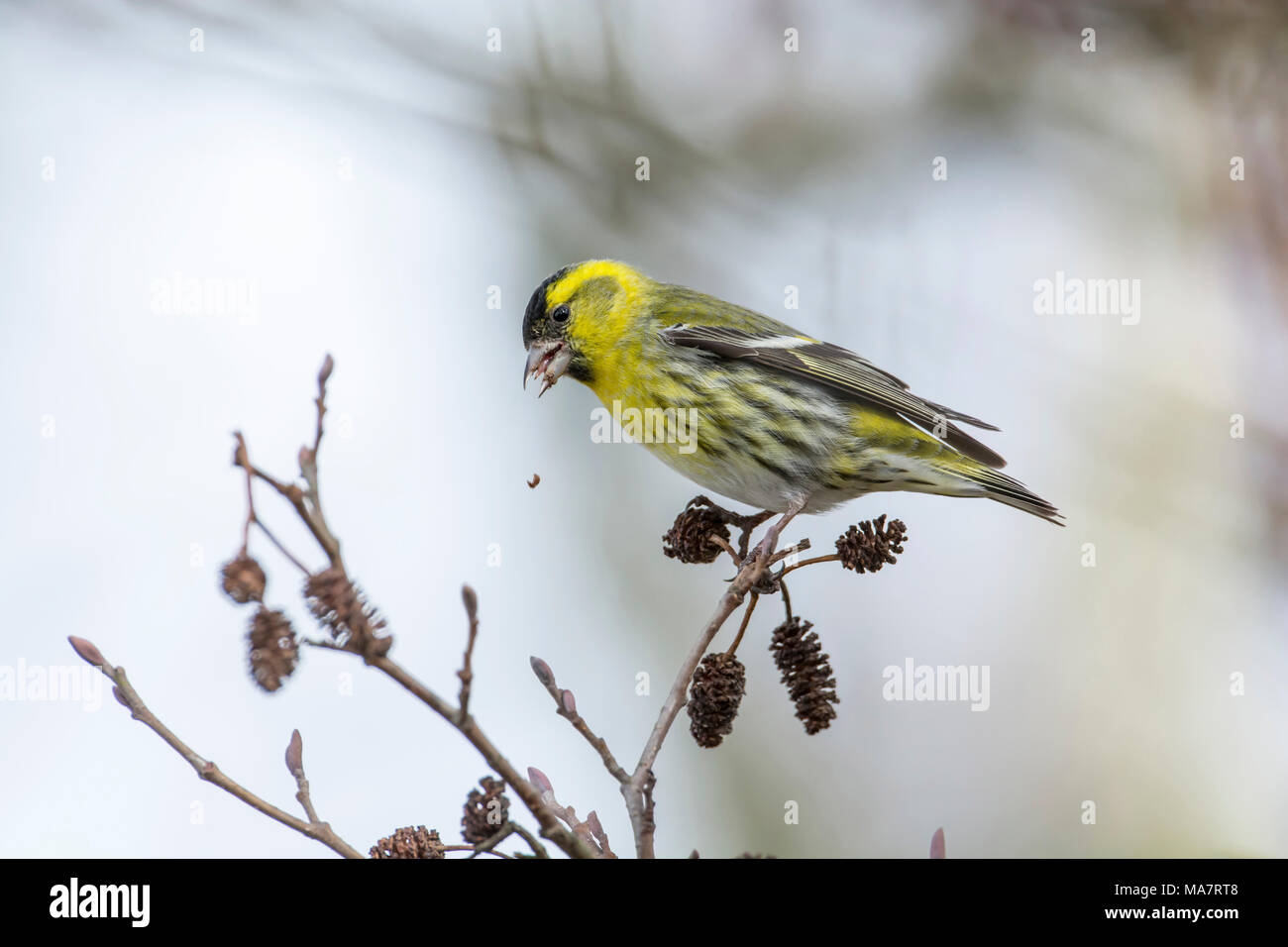 Männliche siskin (Cardeulis spinus) Ernährung in Erle Stockfoto