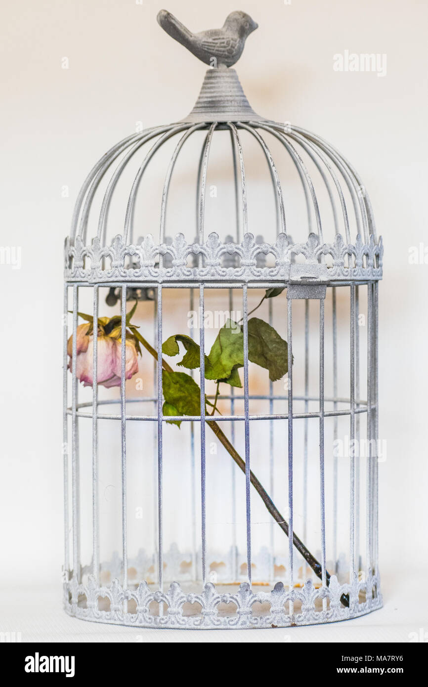 Sterben in Vögel Käfig rose Stockfoto