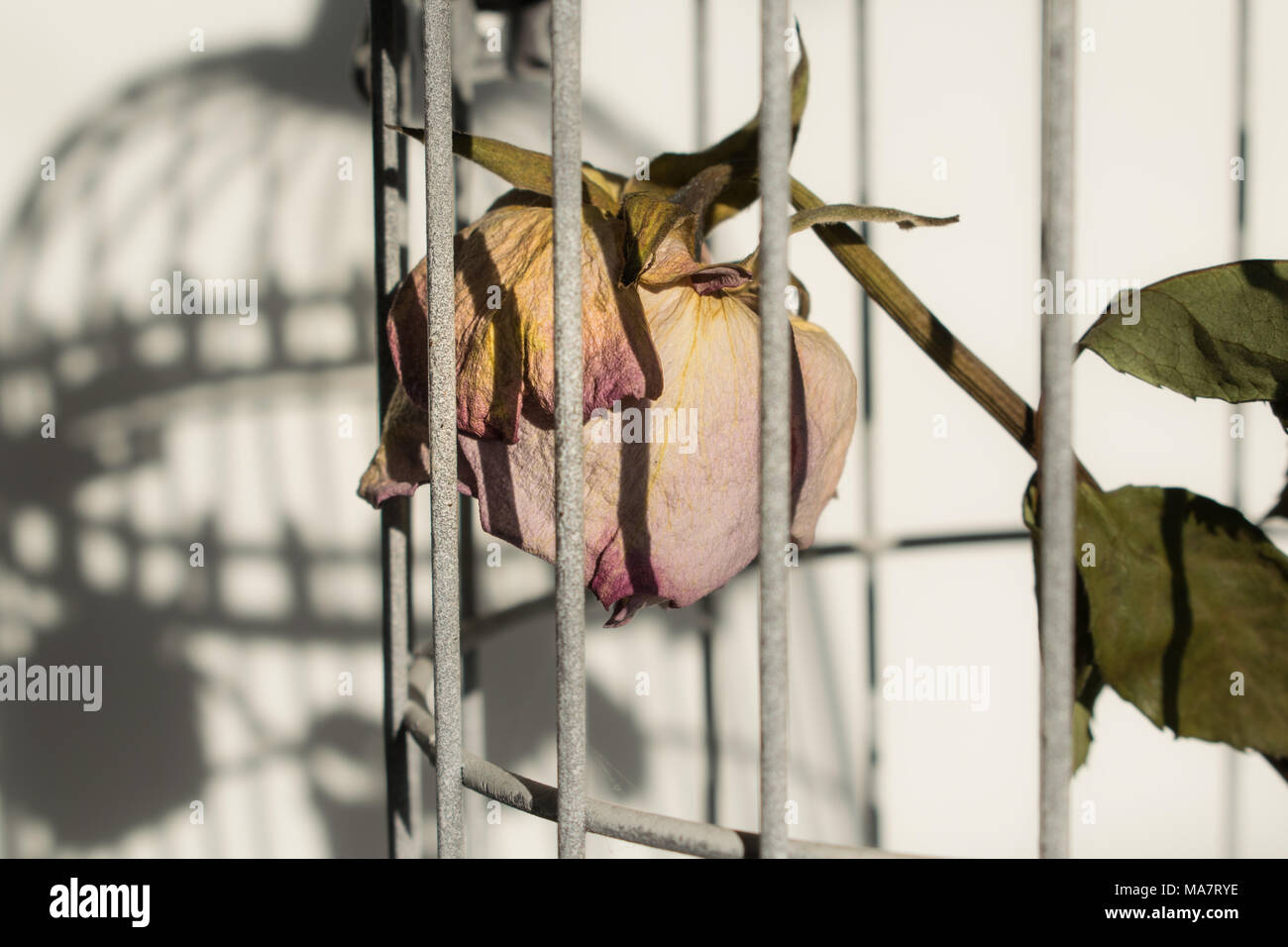 Sterben in Vögel Käfig rose Stockfoto