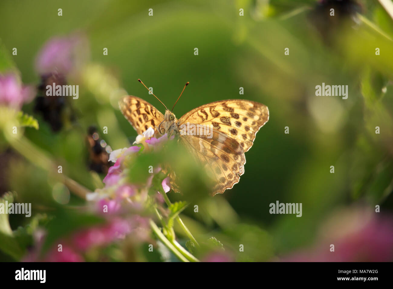 Melitaea didyma auf Lantana Blume Stockfoto