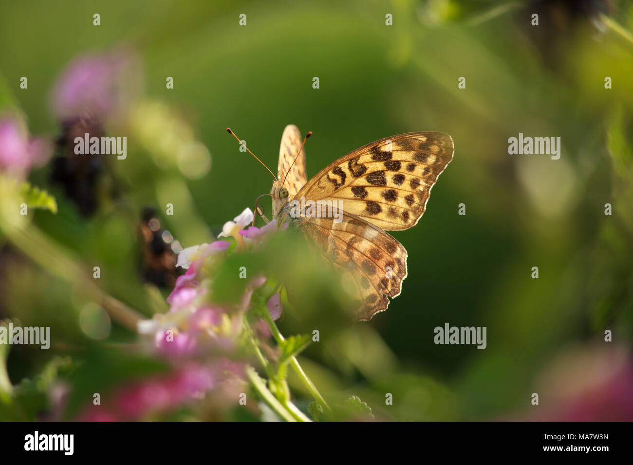 Melitaea didyma auf Lantana Blume Stockfoto