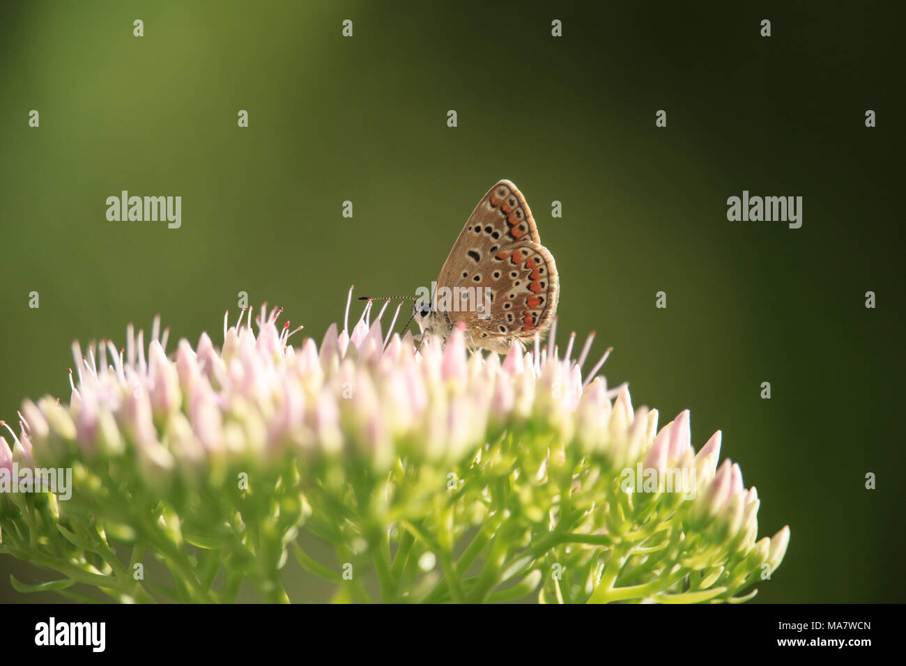 Polyommatus icarus auf Sedum spectabile Blume Stockfoto