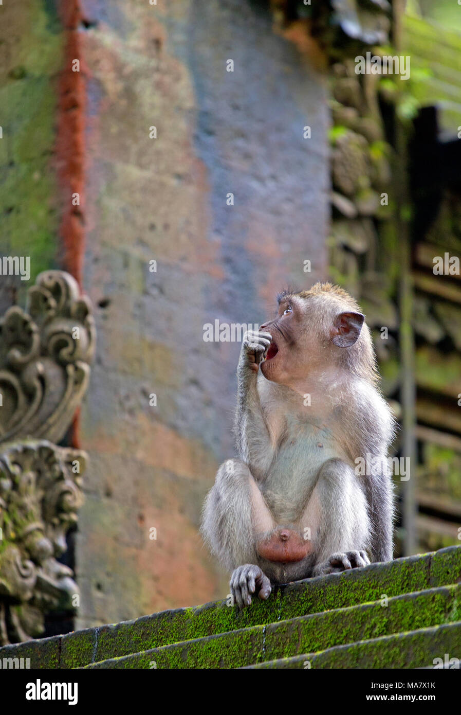 Macaque Affen auf einem steinernen Tempel, Indonesien Stockfoto