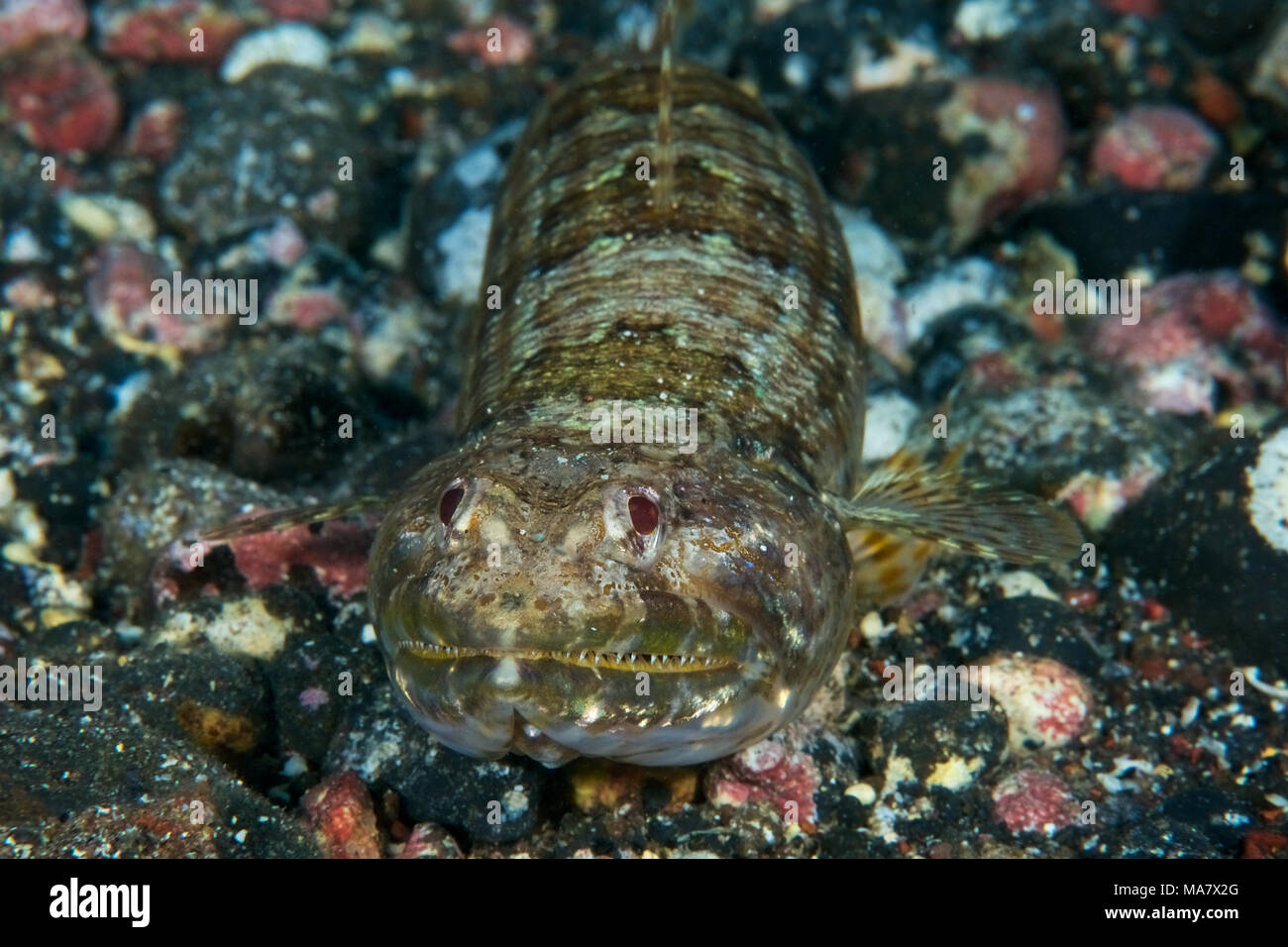 Atlantic lizardfish (Synodus saurus) Portrait in Mar de las Calmas Marine Reserve (El Hierro, Kanarische Inseln, Spanien) Stockfoto