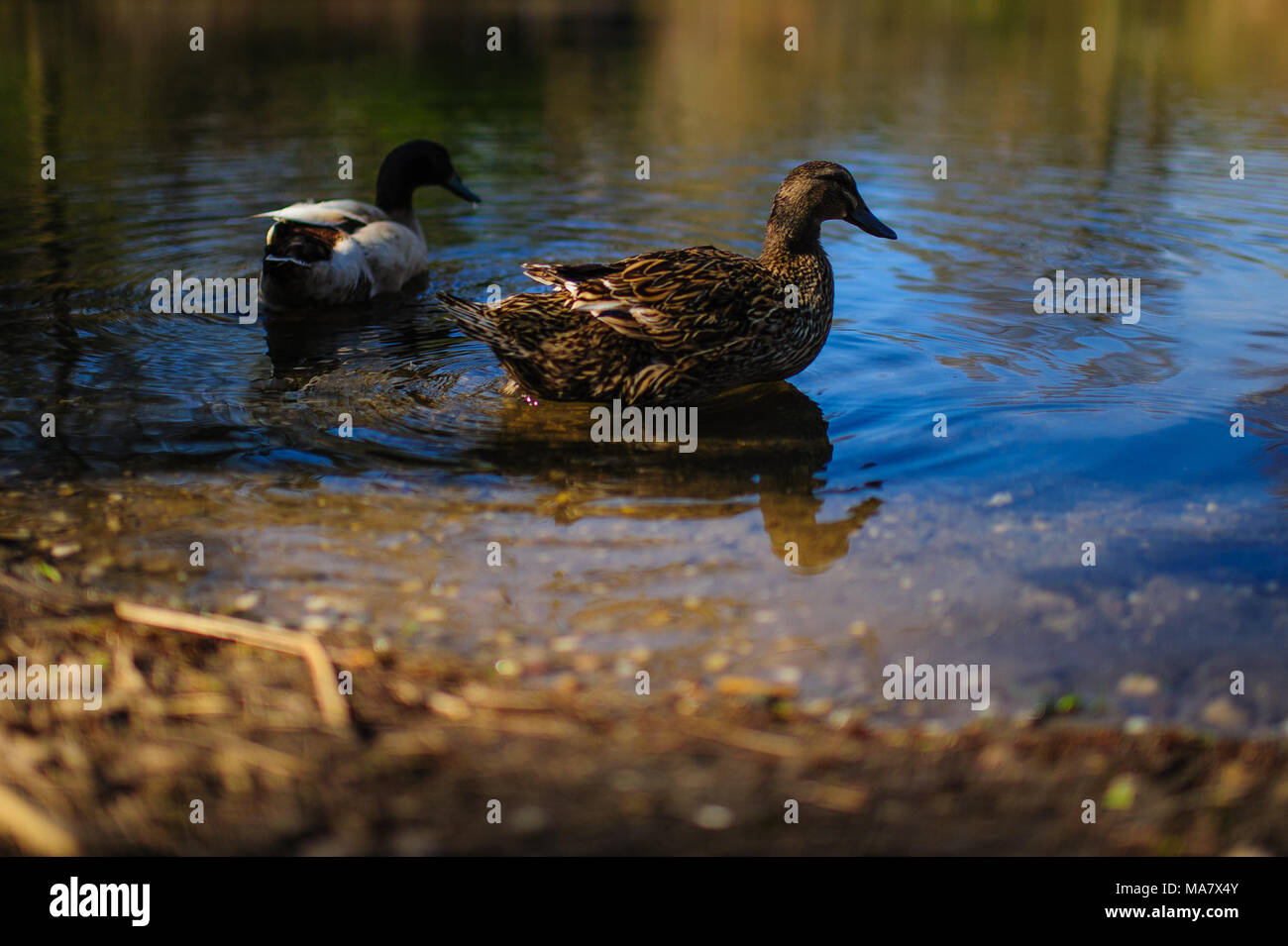Enten schwimmen im Teich im Frühling am Prospect Park in Brooklyn, New York City, April 2013. Stockfoto