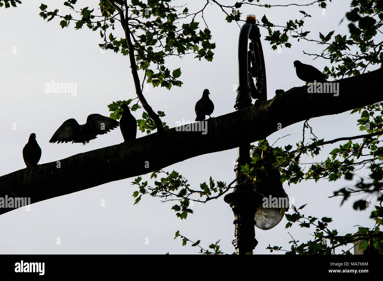 Tauben sitzen auf Niederlassung im Park in Greenpoint, Brooklyn, New York City, im Mai 2013. Stockfoto