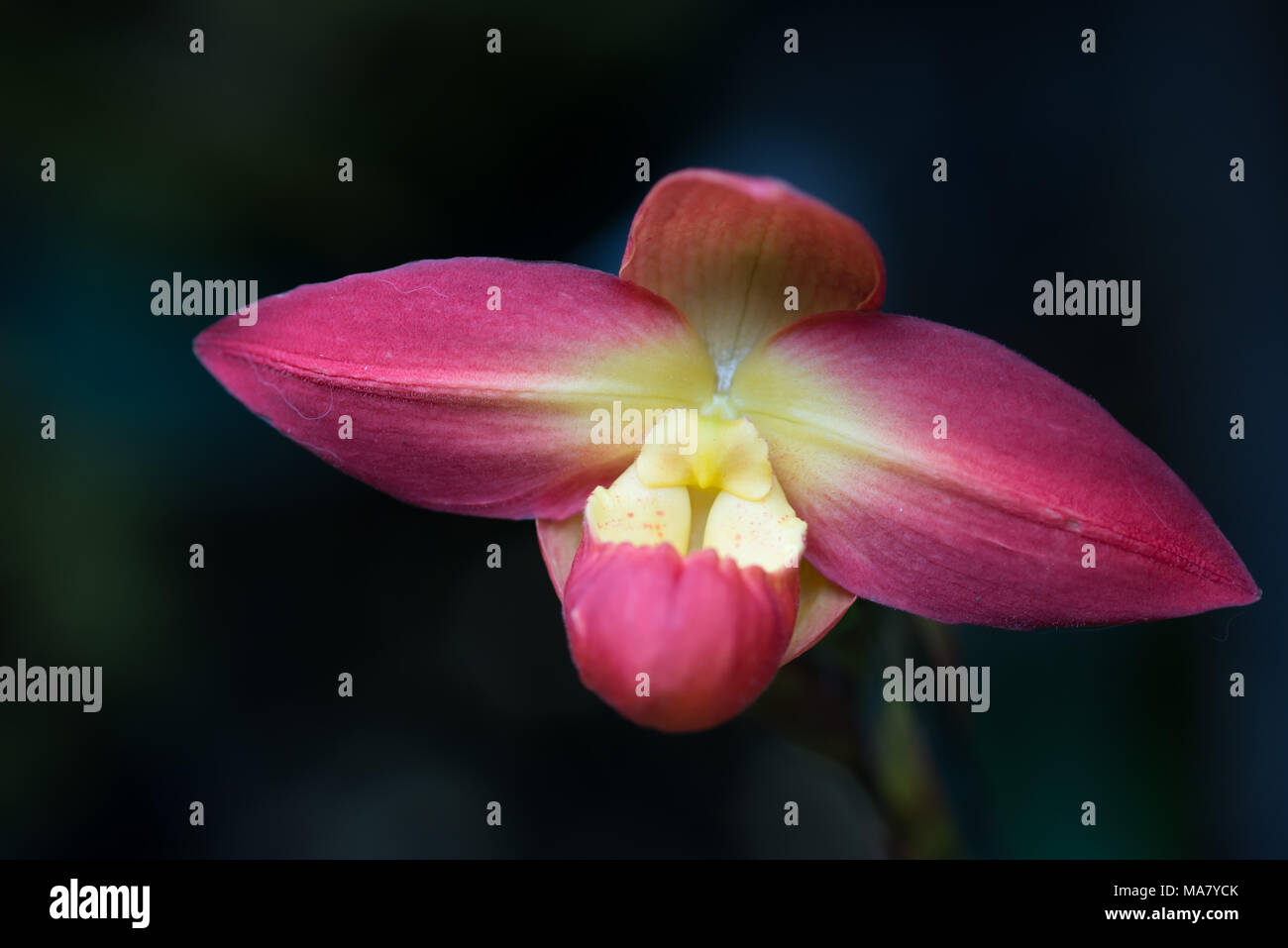 Paphiopedilum (Venus Slipper) Orchidee auf dunklem Hintergrund Stockfoto