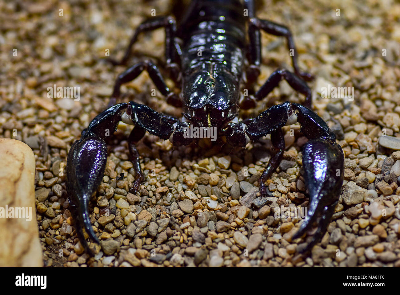 Nahaufnahme Gesicht auf Makroaufnahme eines Kaiser scorpion auf dem Kiesboden. Stockfoto