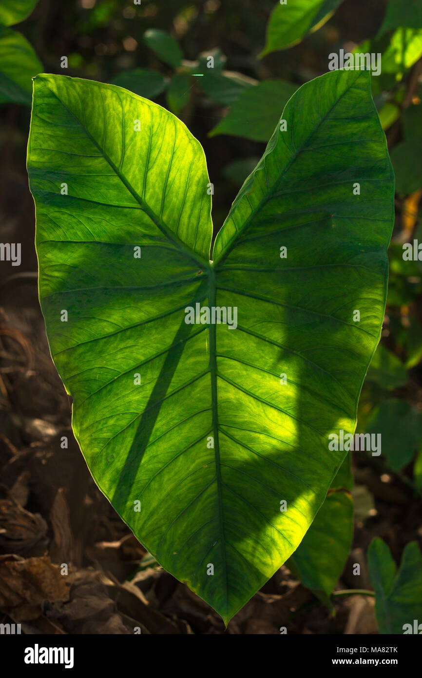 Natur Fotografie in einer kreativen Art und Weise [Künstlerische, dennoch ist die Natur bewahrt]. Stockfoto