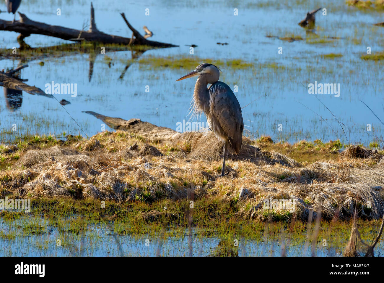 Great Blue Heron in der Schaltfläche marsh Gebiet von St. Andrews State Park, Panama City, Florida Stockfoto