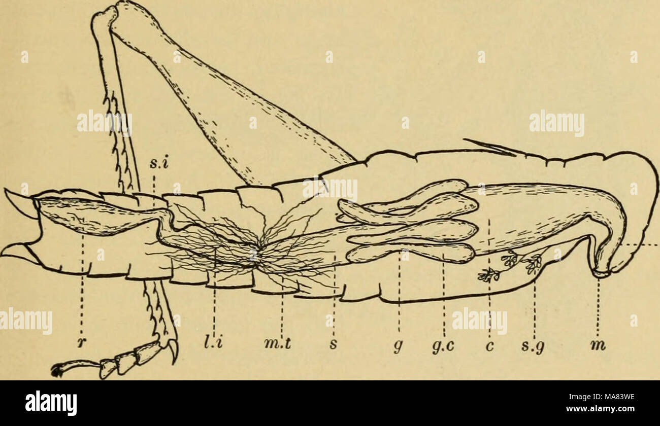 . Elementare Entomologie. Abb. TyTj. Verdauungs- und ausscheidungssystem einer Heuschrecke c, beschneiden; g^Muskelmagen, oder proventriculus verdeckt durch caeca; g. c^ gastrischen caeca ;/./, große intes-Tine; m, Mund;;;;;;;; "./, Malpighian Rohre; 0, Speiseröhre; r, Rektum; s, Magen; s. g, Speicheldrüsen; j./', kleinen Darm Mund), im Kopf ist und in denen es durch den Speichel gehandelt hat. Im Segment Saugende Insekten den Pharynx fungiert als Pumpen Orgel, wie bereits beschrieben. Der Speichel wird durch die Speicheldrüsen, die sich entlang des Ösophagus in den Thorax, dessen Kanäle an der Unterseite der Zunge offen abgesondert ( Stockfoto