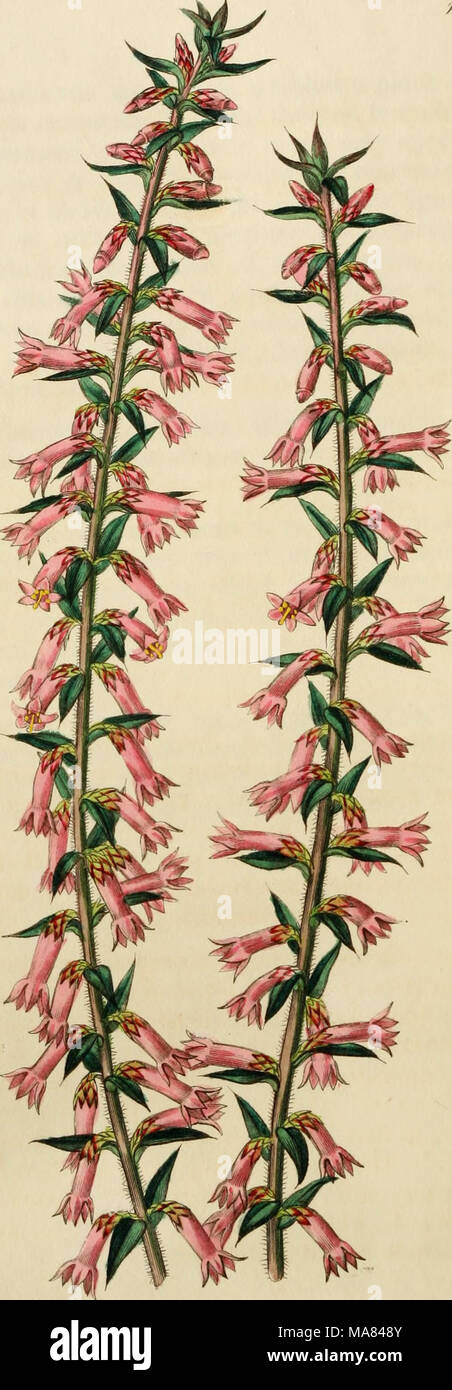 . Edwards' botanische registrieren, oder, ornamentalen Blumen - Garten und Gebüsch. . ^9 cM, MS) n^Ja'. cfA^ fuJ^/m^SS (jd^ nuj 1 h (..9: jmorMl ^J^/: VL1 f^d^ § &Lt;^^") Un M Stockfoto