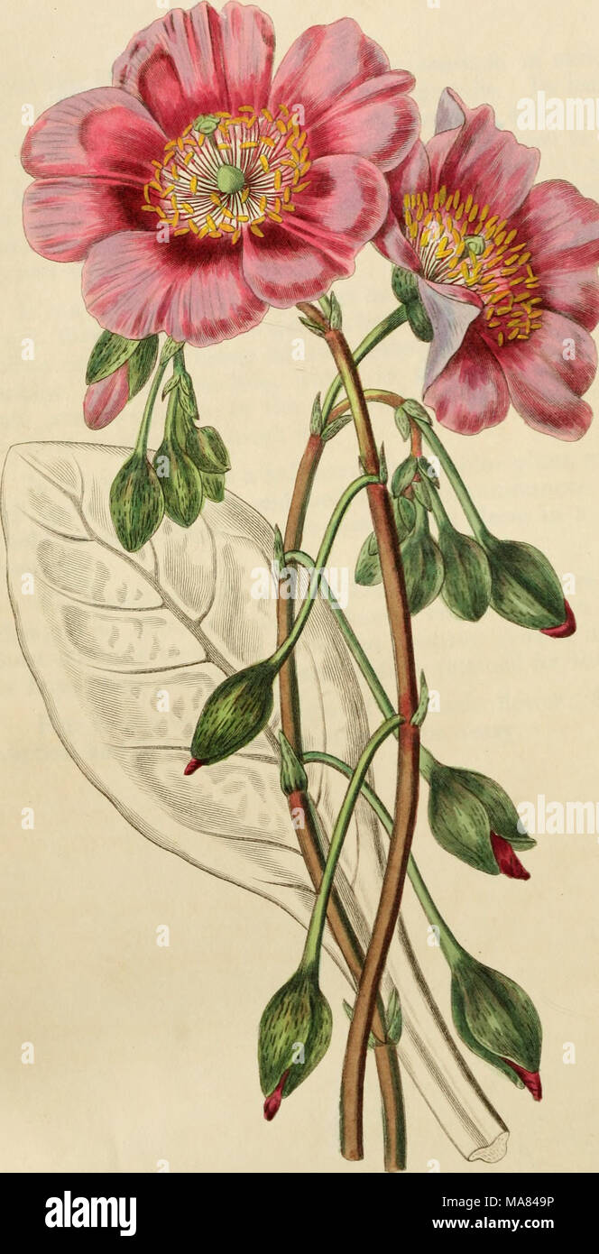 . Edwards' botanische registrieren, oder, ornamentalen Blumen - Garten und Gebüsch. . ^^ 0 - uiAe. d!e^. ^C^^ J". S^C^^ fu^tu^/^y. i^coiMuf. Ja, NY. /FS 39. Stockfoto