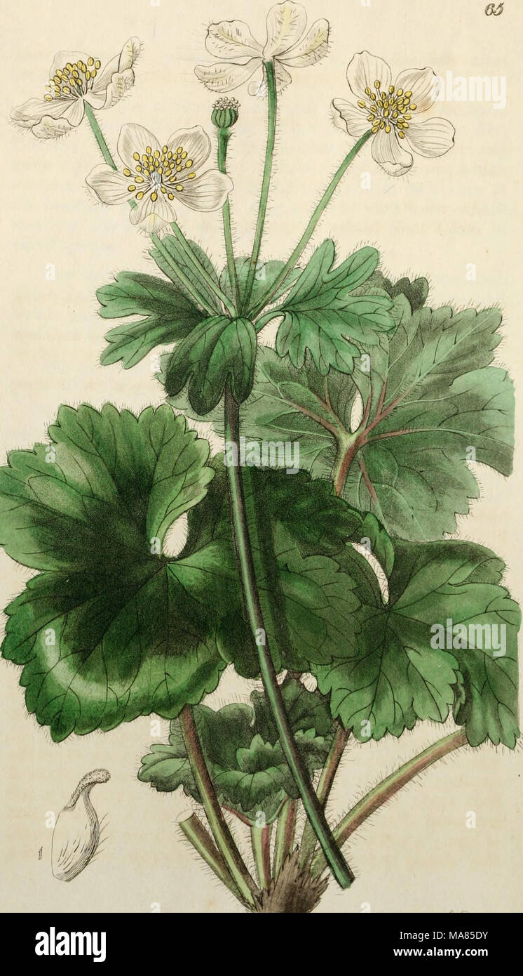 . Edwards' botanische registrieren, oder, ornamentalen Blumen - Garten und Gebüsch. . % Ui^ rM/Cr^a! f: y' fU-^/^w^:, k, y. r,., mj/EW^ Xfm/Sr "Rr. Werde^ kll. w. J&amp; ft^^C" Stockfoto