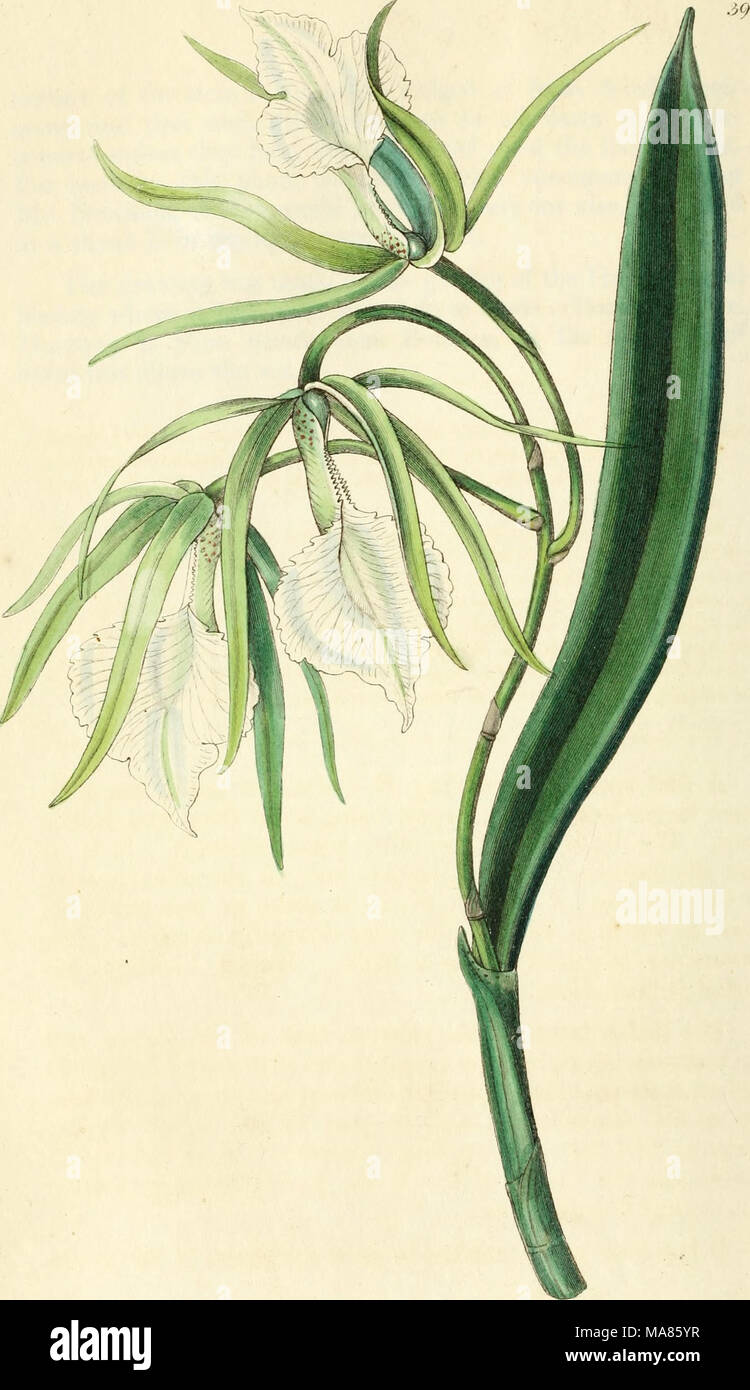 . Edwards' botanische registrieren, oder, ornamentalen Blumen - Garten und Gebüsch. . Mif^S) - za. t^. cU/' yV^ iv f i^U^W^- Cuf P^w^^ MUJ&gt;^/^/^ U' Stockfoto