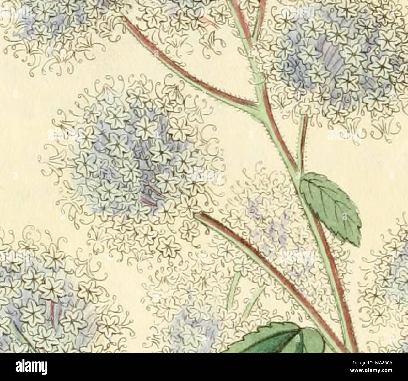 . Edwards' botanische registrieren, oder, ornamentalen Blumen - Garten und Gebüsch. . J-?' ^-^ r - j# t-fr.^ Stockfoto