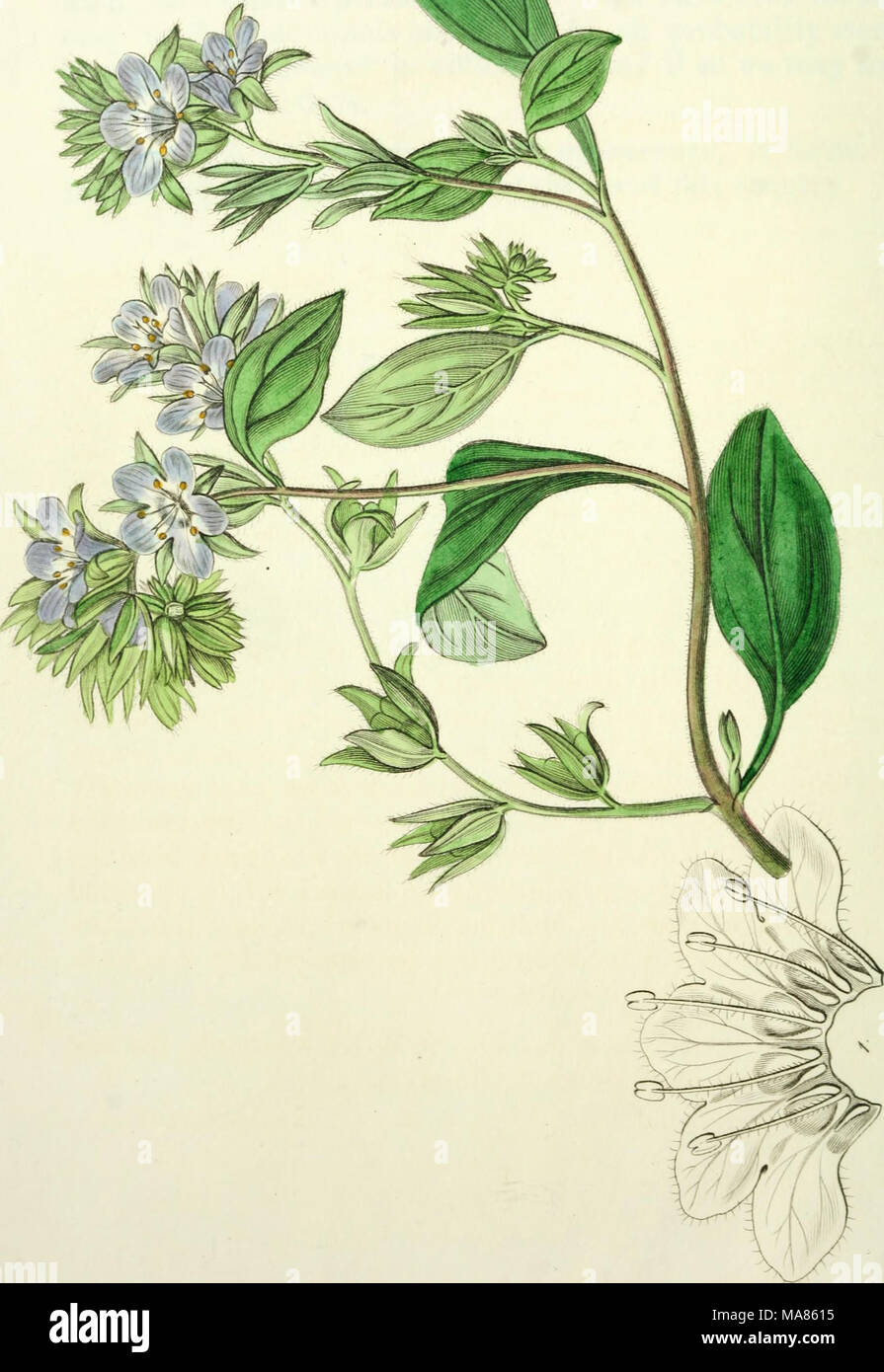. Edwards' botanische registrieren, oder, ornamentalen Blumen - Garten und Gebüsch. . ^ Stockfoto