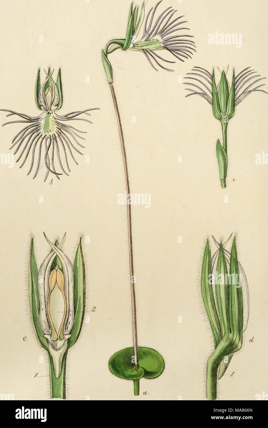. Edwards' botanische registrieren, oder, ornamentalen Blumen - Garten und Gebüsch. . ." Fliegen^^ t. zAc. c^^. .^S^i^X^c^u "i^/ff ^^e^M^Maacl. /./(^s^. y!"^^.^- Stockfoto