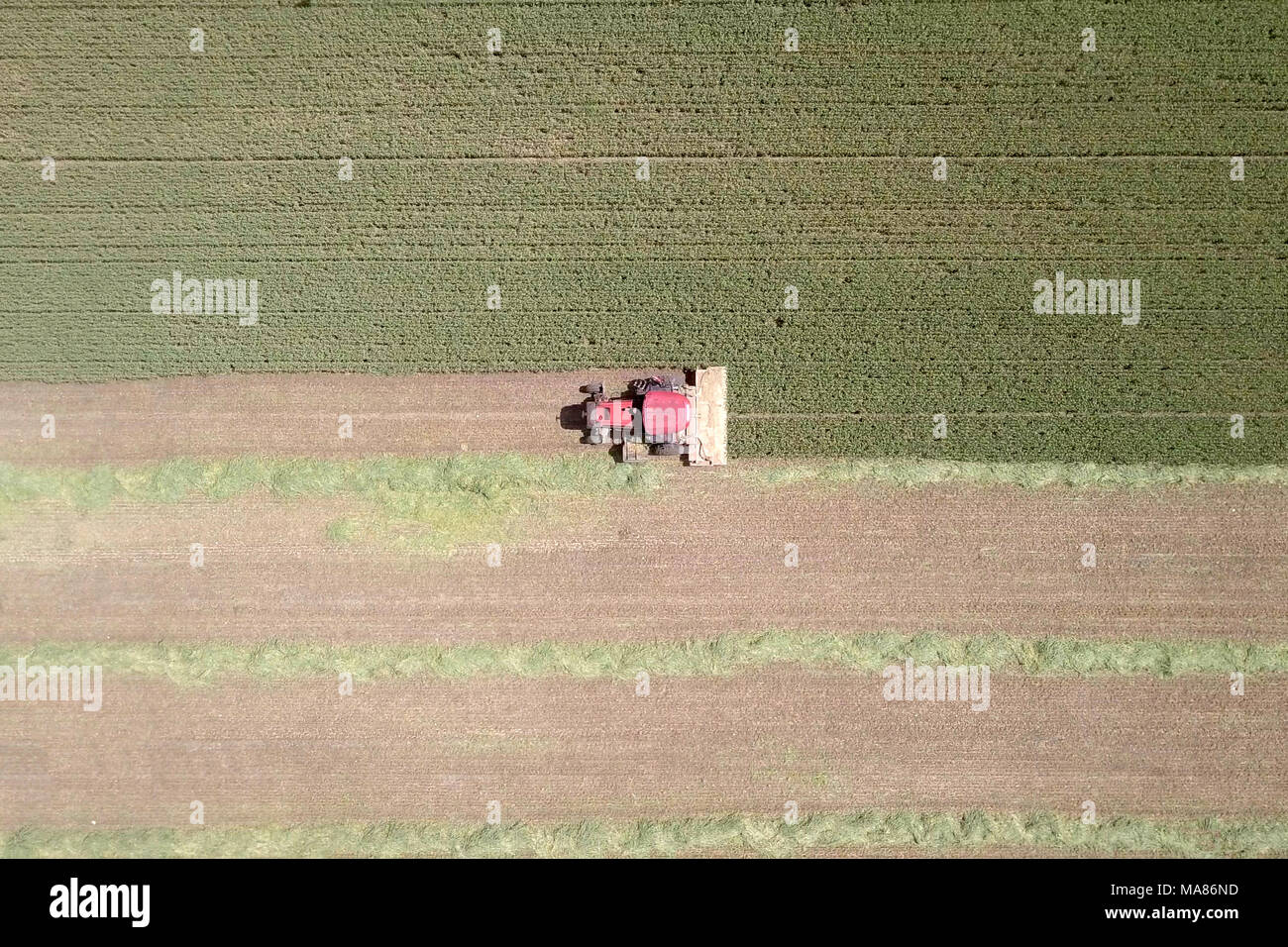 Luftaufnahmen von Red Harvest kombinieren ein grünes Weizenfeld Stockfoto