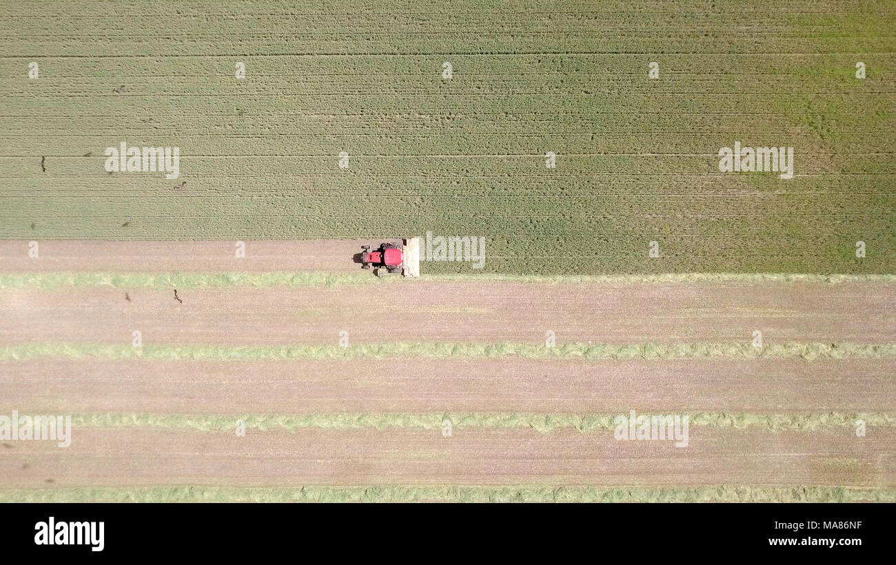 Luftaufnahmen von Red Harvest kombinieren ein grünes Weizenfeld Stockfoto