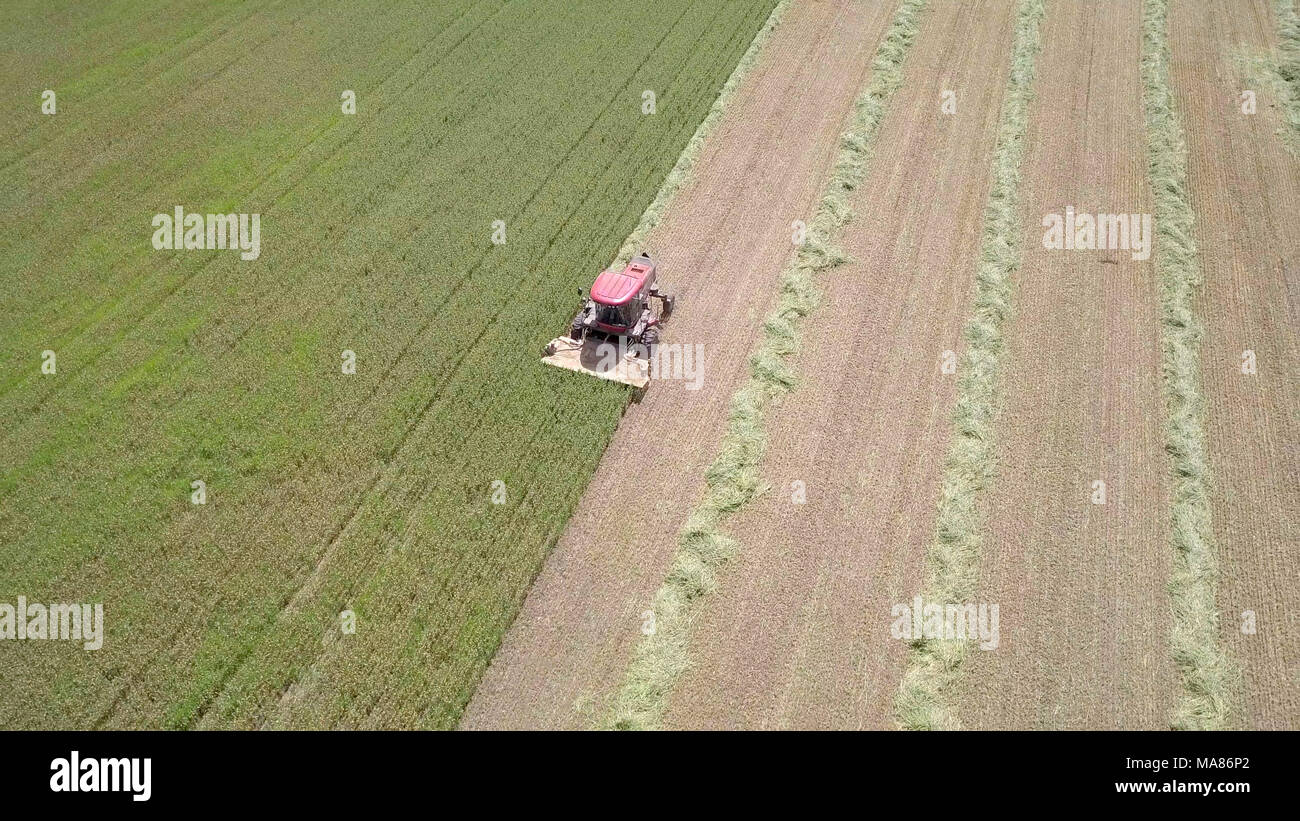 Luftaufnahmen von Red Harvest kombinieren ein grünes Weizenfeld Stockfoto