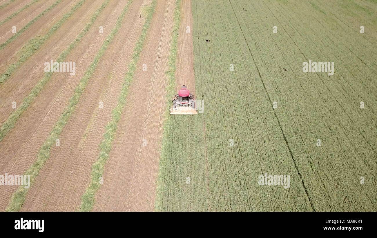 Luftaufnahmen von Red Harvest kombinieren ein grünes Weizenfeld Stockfoto