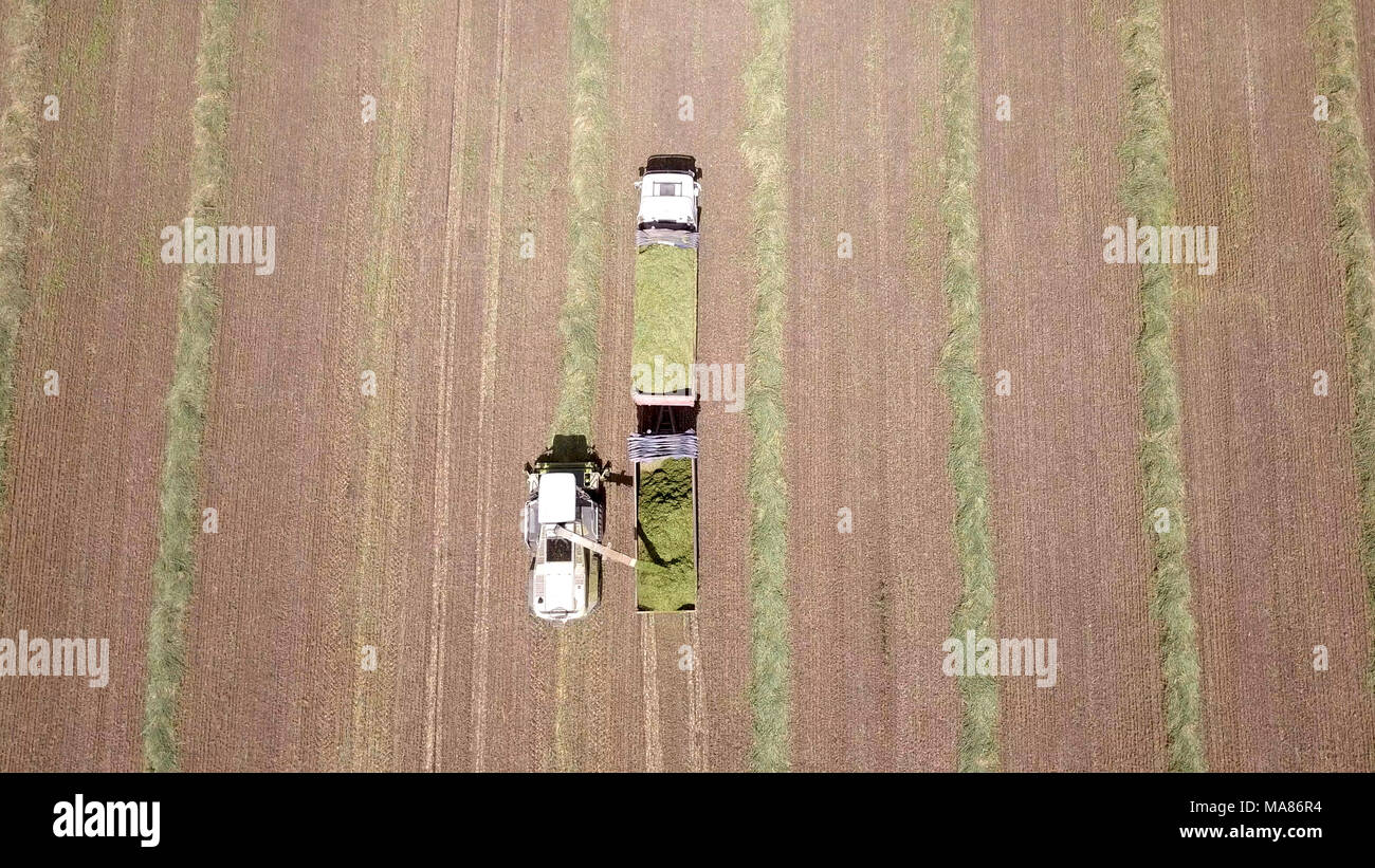 Mähdrescher ernten ein grünes Feld- und entlädt Weizen Silomais auf eine doppelte Lkw-anhänger. Stockfoto