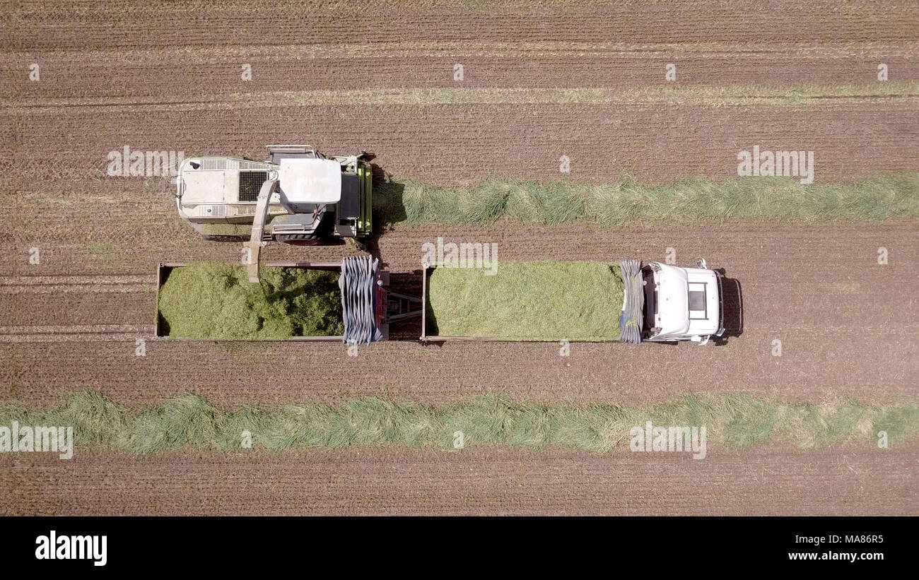 Mähdrescher ernten ein grünes Feld- und entlädt Weizen Silomais auf eine doppelte Lkw-anhänger. Stockfoto