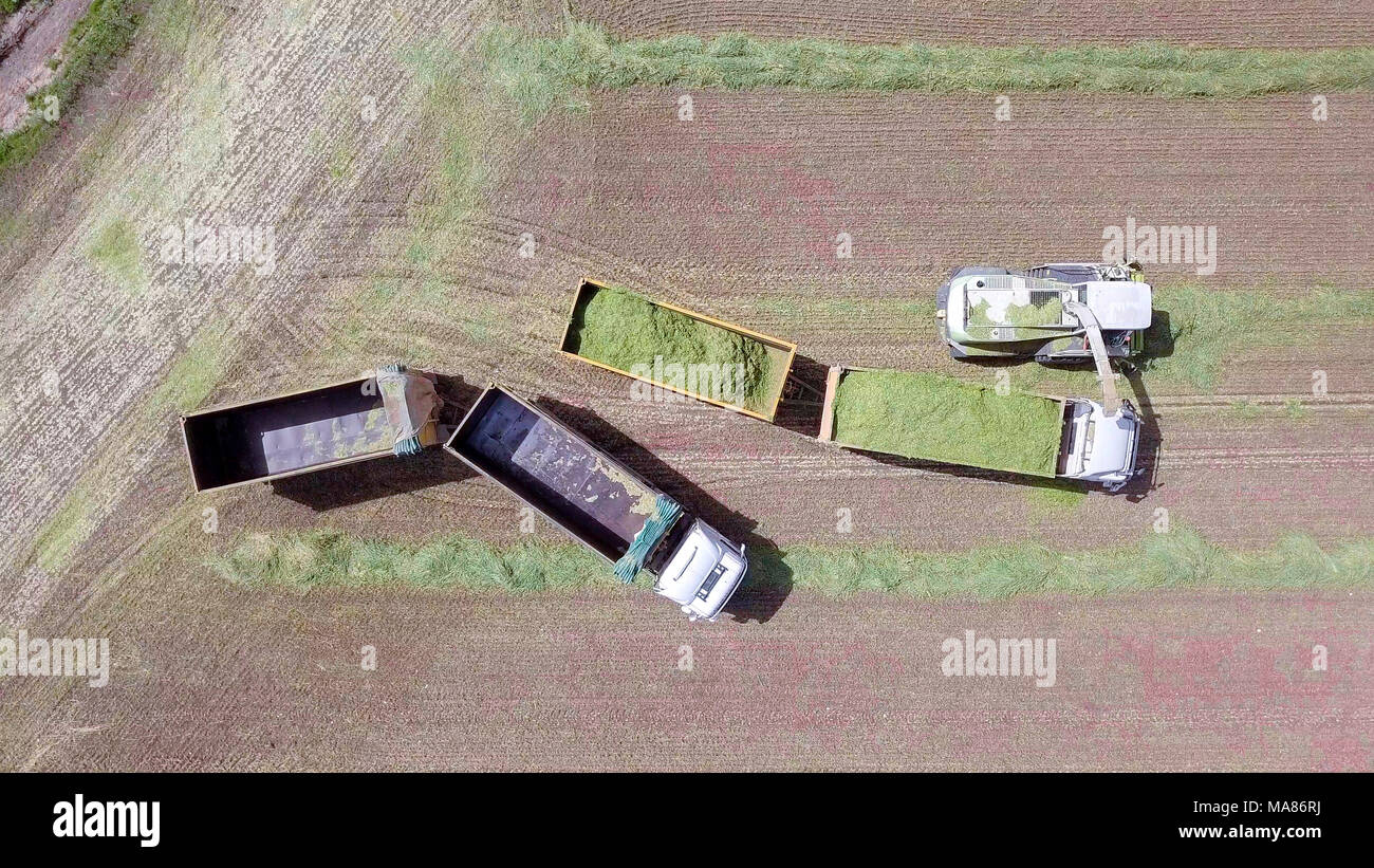 Mähdrescher ernten ein grünes Feld- und entlädt Weizen Silomais auf eine doppelte Lkw-anhänger. Stockfoto