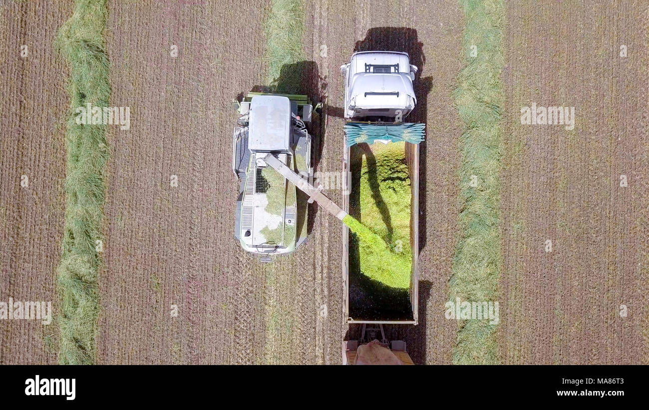 Mähdrescher ernten ein grünes Feld- und entlädt Weizen Silomais auf eine doppelte Lkw-anhänger. Stockfoto