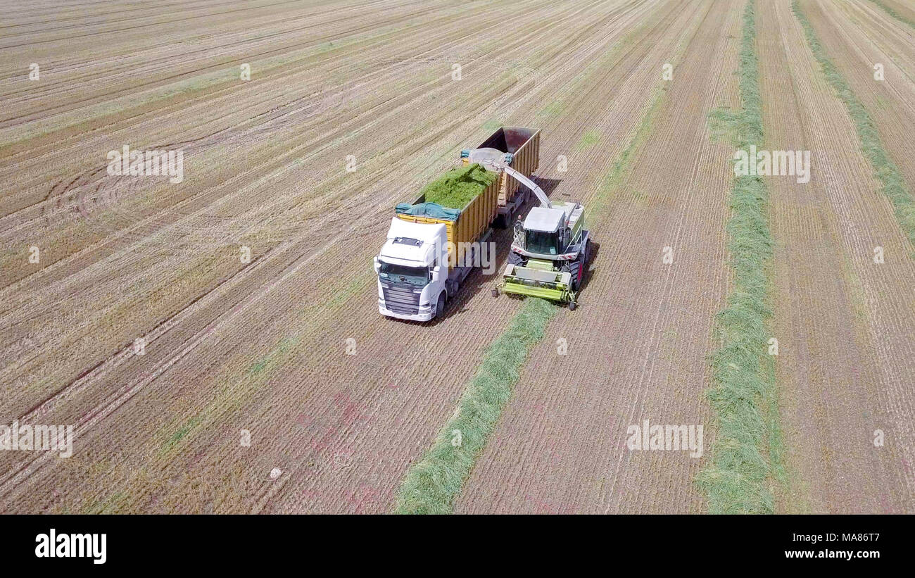 Mähdrescher ernten ein grünes Feld- und entlädt Weizen Silomais auf eine doppelte Lkw-anhänger. Stockfoto