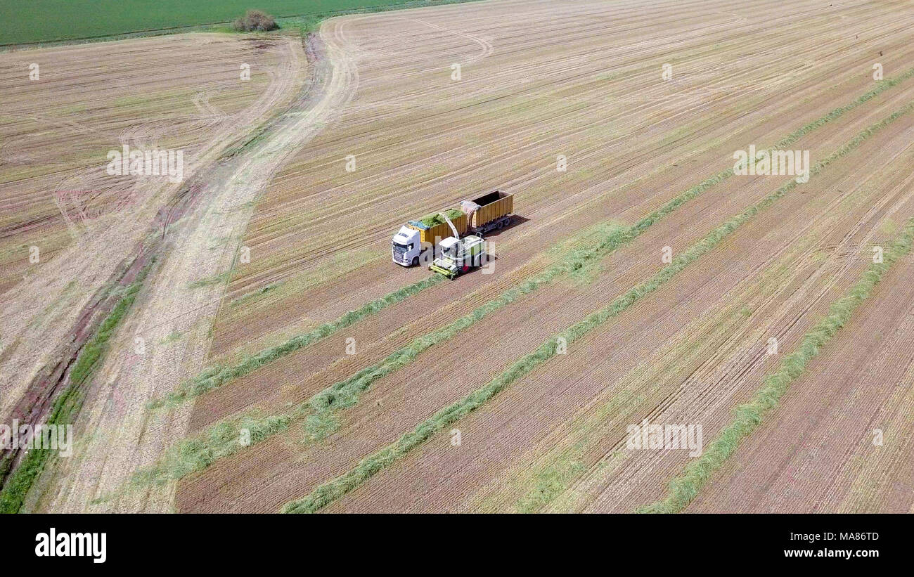 Mähdrescher ernten ein grünes Feld- und entlädt Weizen Silomais auf eine doppelte Lkw-anhänger. Stockfoto